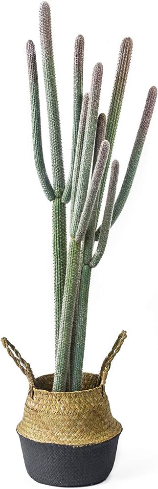 Cactus Salon De Eventos