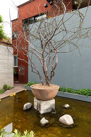 Jardin Para Eventos Okey Maguey