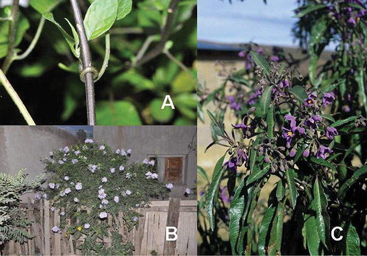 Quinta “Las Flores” Peto