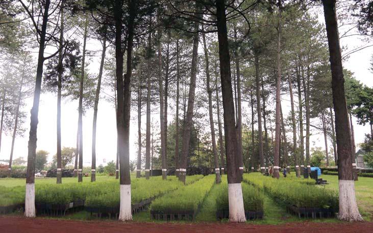 Salón Jardín Oyameles